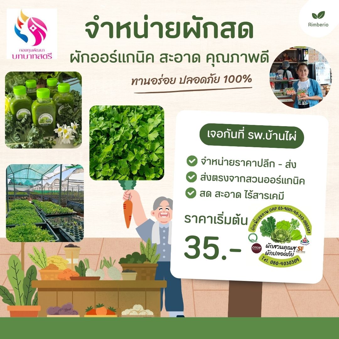 ผักปลอดภัย สวนคุณสุ สมาชิกกองทุนพัฒนาบทบาทสตรี